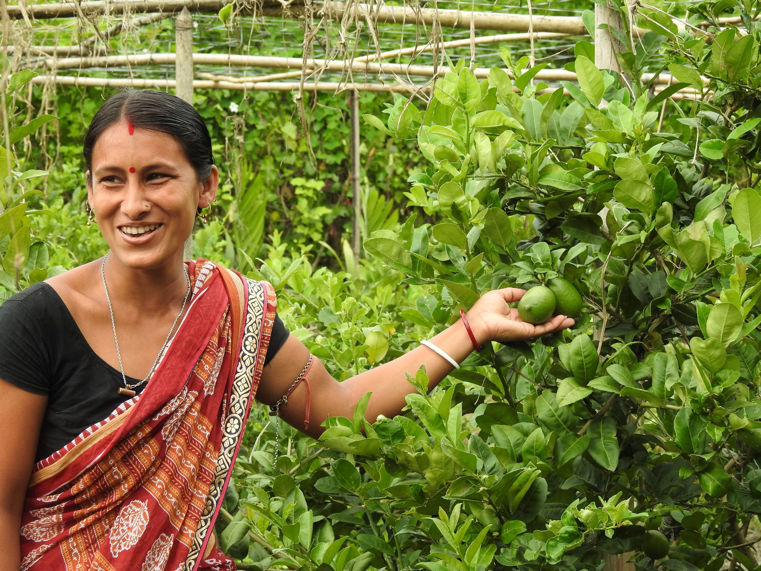 livelihood livelihood